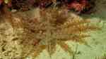 Actinodendron glomeratum im Aquarium halten (Einrichtungsbeispiele für Verzweigte Anemone)