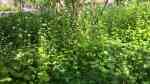 Alliaria petiolata am Gartenteich (Einrichtungsbeispiele mit Knoblauchsrauke)