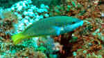 Anampses elegans im Aquarium halten (Einrichtungsbeispiele für Eleganter Lippfisch)