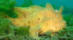 Antennarius hispidus im Aquarium halten (Einrichtungsbeispiele für Zottiger Anglerfisch)
