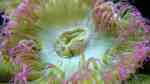 Anthopleura elegantissima im Aquarium halten (Einrichtungsbeispiele für Klon-Anemone)