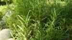 Artemisia dracunculus am Gartenteich (Einrichtungsbeispiele mit Estragon)