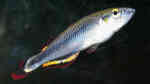 Aquarien mit Bedotia geayi (Rotschwanz-Ährenfisch)
