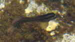 Blenniella cyanostigma im Aquarium halten (Einrichtungsbeispiele für Gestreifter Felsenspringer)