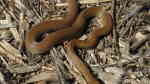 Boaedon fuliginosus im Terrarium halten (Einrichtungsbeispiele für Afrikanische Hausschlangen)
