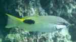 Bodianus bilunulatus im Aquarium halten (Einrichtungsbeispiele für Schwarzfleck-Lippfisch)