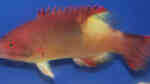 Bodianus neilli im Aquarium halten (Einrichtungsbeispiele für Neills Schweinslippfisch)