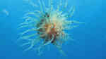 Boloceroides mcmurrichi im Aquarium halten (Einrichtungsbeispiele für Schwimmende Anemone)