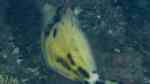 Cantherhines fronticinctus im Aquarium halten (Einrichtungsbeispiele für Weißbürzel-Feilenfisch)