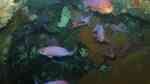 Caprodon longimanus im Aquarium halten (Einrichtungsbeispiele für Rosa Fahnenbarsch)