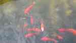 Goldfische im Teich oder Aquarium halten (Einrichtungsbeispiele für Carassius auratus)