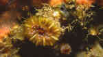 Caryophyllia smithii im Aquarium halten (Einrichtungsbeispiele für Nelkenkoralle)