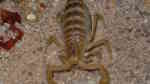 Centruroides sculpturatus im Terrarium halten (Einrichtungsbeispiele für Arizona-Rindenskorpion)