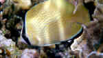 Chaetodon citrinellus im Aquarium halten (Einrichtungsbeispiele für Punktierter-Falterfisch)