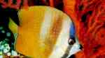 Chaetodon kleinii im Aquarium halten (Einrichtungsbeispiele für Kleins Falterfisch)