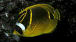 Chaetodon lunula im Aquarium halten (Einrichtungsbeispiele für Mondsichel-Falterfisch)