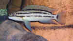 Chalinochromis popelini im Aquarium halten (Einrichtungsbeispiele für Chalinochromis popelini)