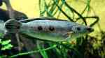 Channa pleurophthalma im Aquarium halten (Einrichtungsbeispiele für Augenfleck-Schlangenkopffisch)