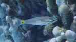 Cheilodipterus artus im Aquarium halten (Einrichtungsbeispiele für Wolfs-Kardinalfisch)