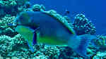 Chlorurus microrhinos im Aquarium halten (Einrichtungsbeispiele für Buckelkopf-Papageifisch)