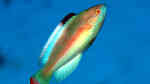 Cirrhilabrus rubrimarginatus im Aquarium halten (Einrichtungsbeispiele für Rotrand-Zwerglippfisch)