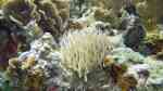 Condylactis gigantea im Aquarium halten (Einrichtungsbeispiele für Karibische Goldrose)