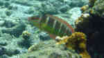 Coris caudimacula im Aquarium halten (Einrichtungsbeispiele für Schwanzfleck-Junker)
