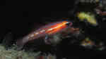 Coryphopterus personatus im Aquarium halten (Einrichtungsbeispiele für Maskierte Grundel)