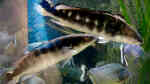 Crenicichla marmorata im Aquarium halten (Einrichtungsbeispiele für Crenicichla marmorata)