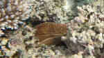 Ctenactis echinata im Aquarium halten (Einrichtungsbeispiele für Pilzkoralle)