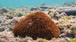Danafungia horrida im Aquarium halten (Einrichtungsbeispiele für Großpolypige Steinkoralle)