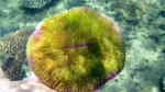 Danafungia scruposa im Aquarium halten (Einrichtungsbeispiele für Plattenkoralle)