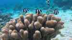 Dascyllus aruanus im Aquarium halten (Einrichtungsbeispiele für Dreibinden-Preußenfisch)