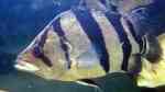 Datnioides campbelli im Aquarium halten (Einrichtungsbeispiele für Neuguinea-Tigerbarsch)