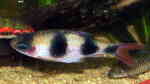 Dawkinsia arulius im Aquarium halten (Einrichtungsbeispiele für Dreibandbarben)