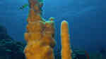 Dendrogyra cylindrus im Aquarium halten (Einrichtungsbeispiele für Säulen-Koralle)