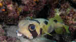Diodon liturosus im Aquarium halten (Einrichtungsbeispiele für Masken-Igelfisch)