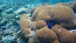 Diploastrea heliopora im Aquarium halten (Einrichtungsbeispiele für Honigwabenkoralle)