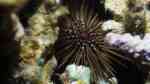 Echinometra mathaei im Aquarium halten (Einrichtungsbeispiele für Riffdach-Bohrseeigel)