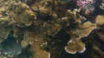 Echinophyllia aspera im Aquarium halten (Einrichtungsbeispiele für Großpolypige Steinkoralle)
