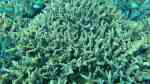 Echinopora horrida im Aquarium halten (Einrichtungsbeispiele für Großpolypige Steinkoralle)