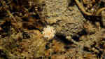 Edwardsia claparedii im Aquarium halten (Einrichtungsbeispiele für Grabende Seeanemone)