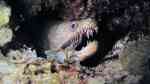 Enchelycore nigricans im Aquarium halten (Einrichtungsbeispiele für Nigeria-Muräne)