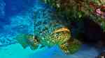 Epinephelus itajara im Aquarium halten (Einrichtungsbeispiele für Riesenzackenbarsch)