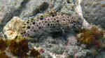 Epinephelus macrospilos im Aquarium halten (Einrichtungsbeispiele für Weißbauch-Zackenbarsch)