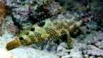 Epinephelus spilotoceps im Aquarium halten (Einrichtungsbeispiele für Vielfleck-Wabenbarsch)