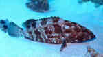 Epinephelus tauvina im Aquarium halten (Einrichtungsbeispiele für Braunflecken-Zackenbarsch)