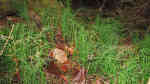 Equisetum scirpoides am Gartenteich (Einrichtungsbeispiele mit Sumpf-Schachtelhalm)