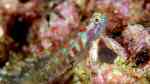 Eviota albolineata im Aquarium halten (Einrichtungsbeispiele für Eviota albolineata)