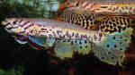 Fundulopanchax fallax im Aquarium halten (Einrichtungsbeispiele für Kribi-Prachtkärpflinge)